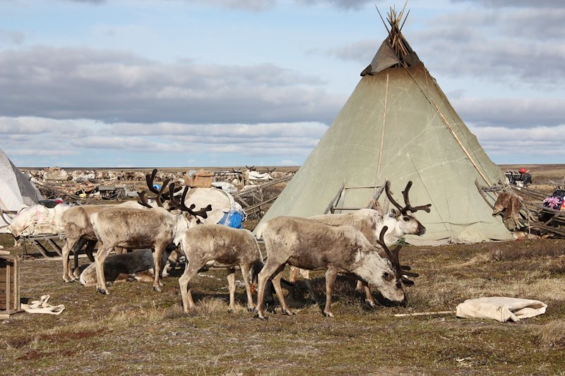Reindeer herding on the Yamal Peninsula. Photo by Svein Mathiesen, International Centre for Reindeer Husbandry.