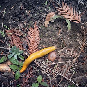 Banana slugs. The love the back of our house...