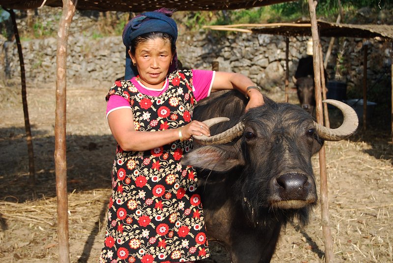 A woman and her water buffalo