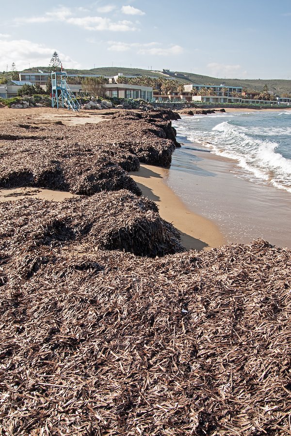 The banquette, dead leafs of Posidonia oceanica mixed with sand act a shoreline protection against erosion. Credit: Dimitris Poursanidis
