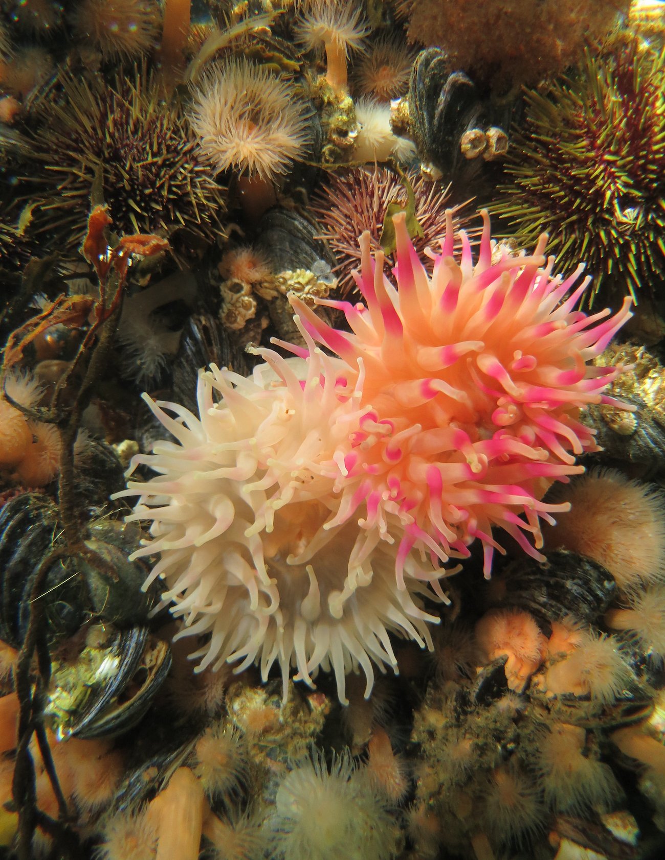Sea Dahlias (Urticina eques), Rhodolith Reef, Kongsfjord, Finnmark, Northern Norway. Kongsfjord International Scuba School.