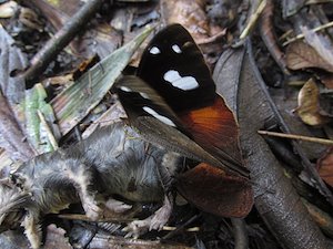 Oh look! This butterfly feeds on carrion