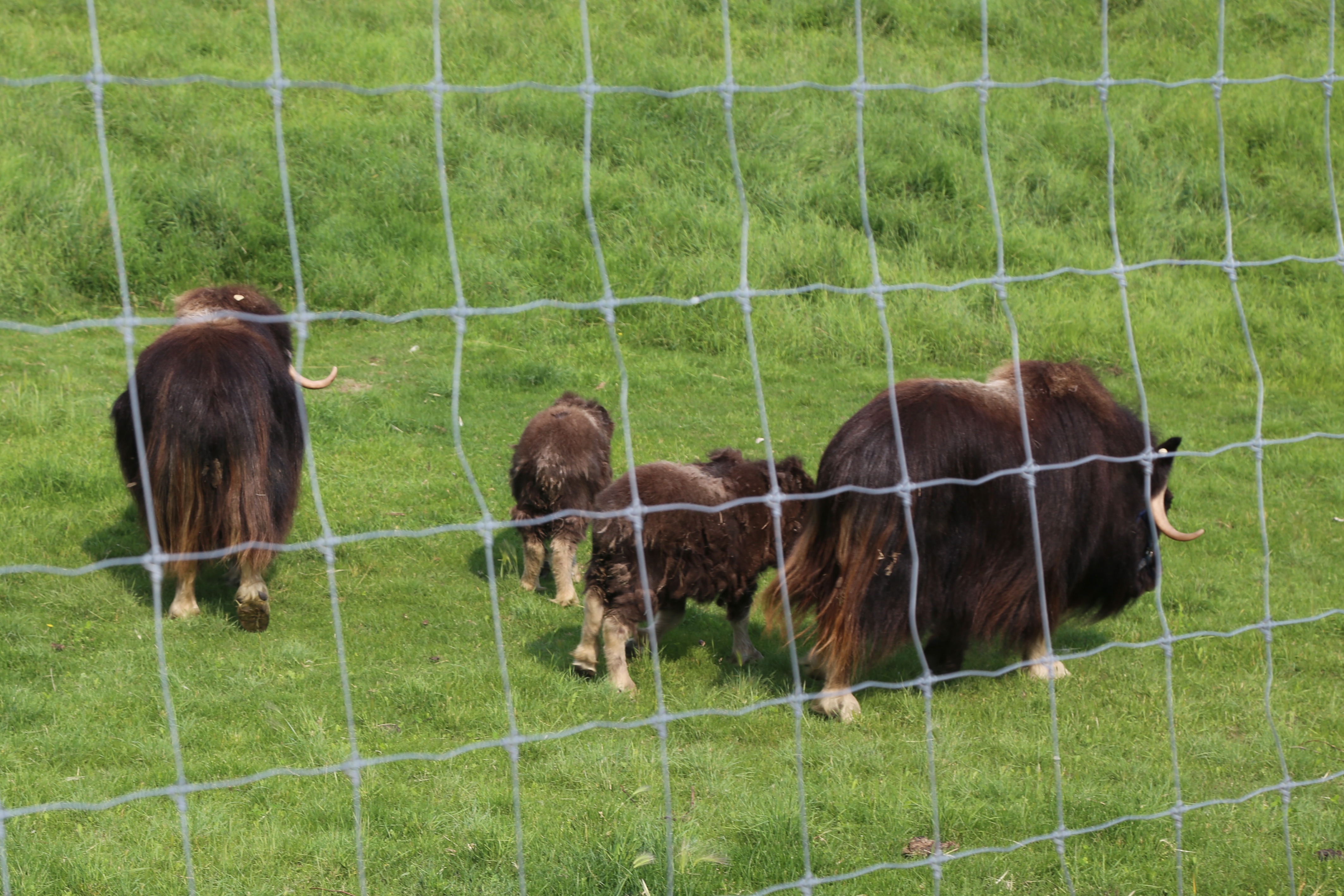 A photo in this story