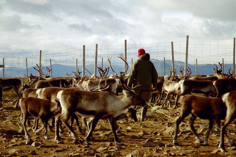 Many practices of Indigenous Peoples in the Arctic, such as reindeer herding, are centuries old. Photo by Mats Andersson, Flickr.