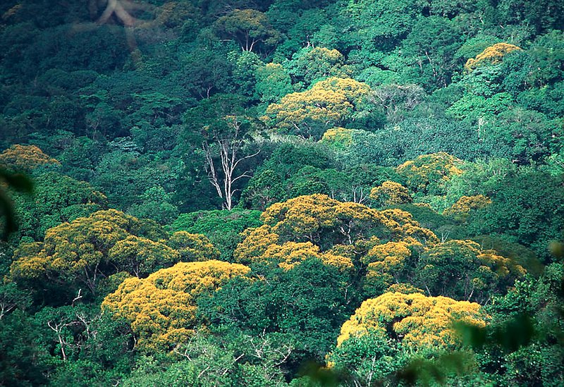 Rainforest Landscape.jpg