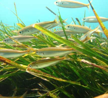 Seagrass provides an essential habitat for juvenile fish. Many species ...