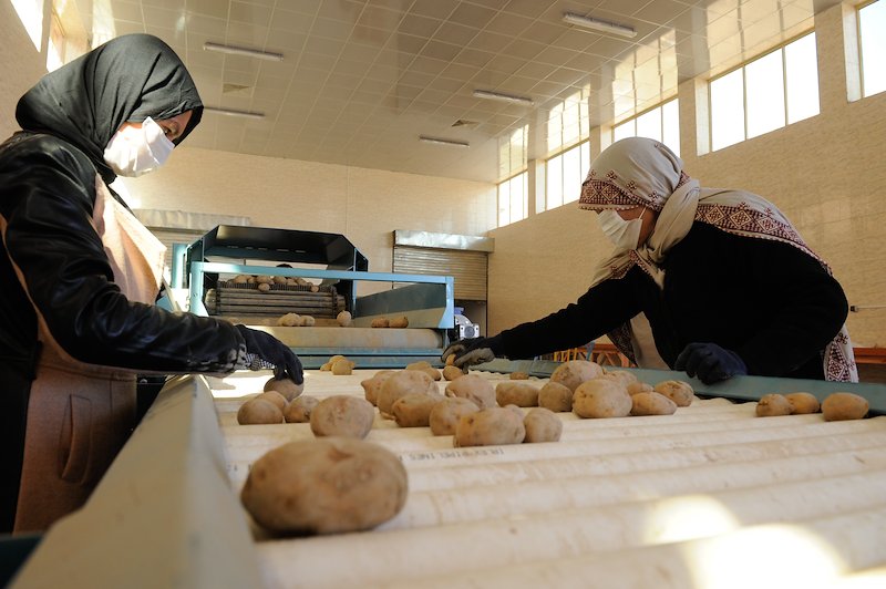 Afghan workers in a potato sorting plant in Bamyan.
