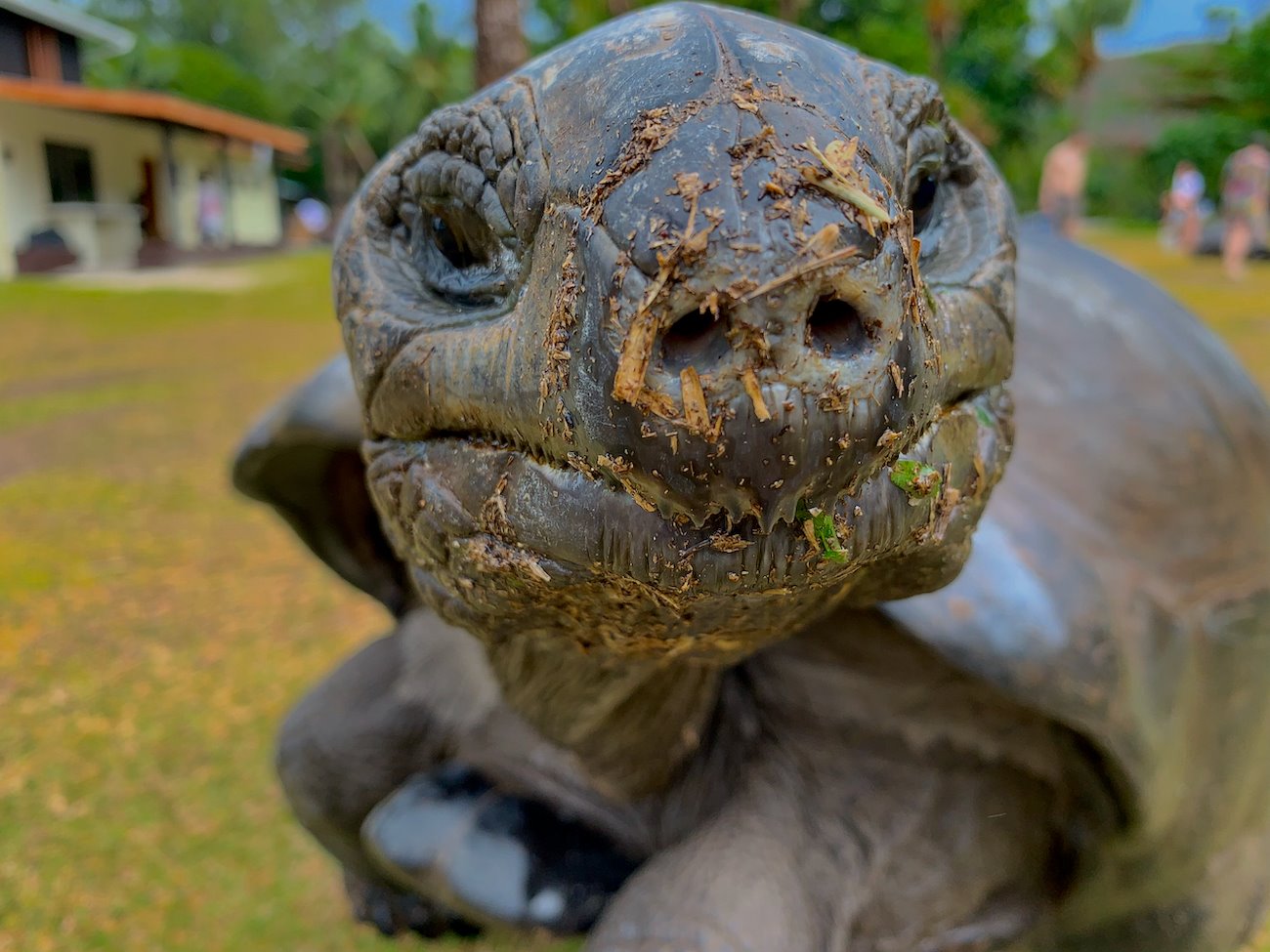 A Seychelles giant tortoise enjoying a meal in the Marine Protected Area. Credit: Rob Barnes, GRID-Arendal