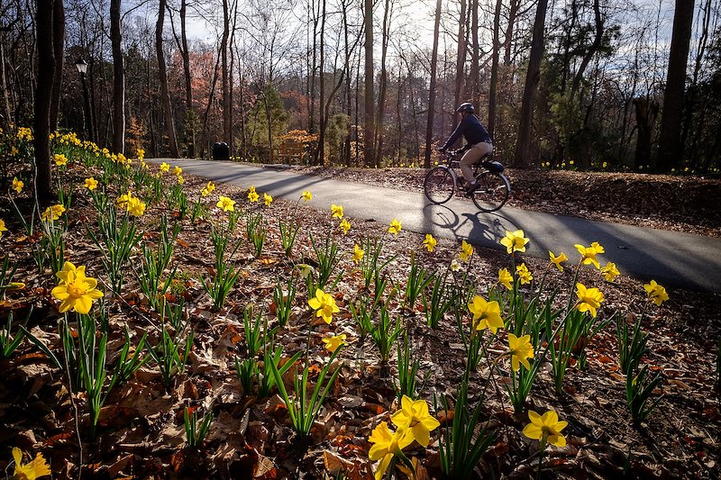 During the renovation of the pathway to Reynolda Village, 10,000 daffodil bulbs were planted.