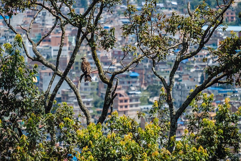 Kathmandu-20170930-0473.jpg
