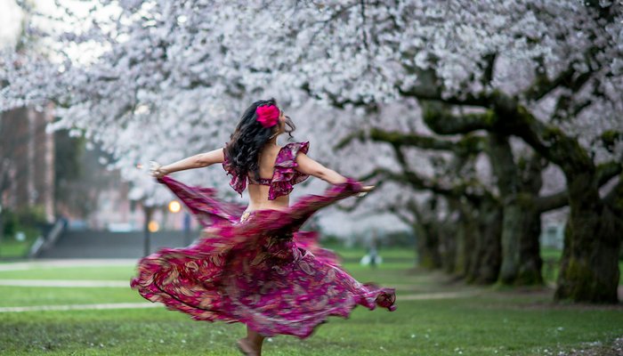 Read Cherry Blossoms by Sigma Sreedharan