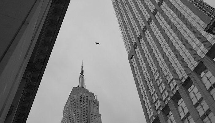 Read New York City by Joshua Trujillo