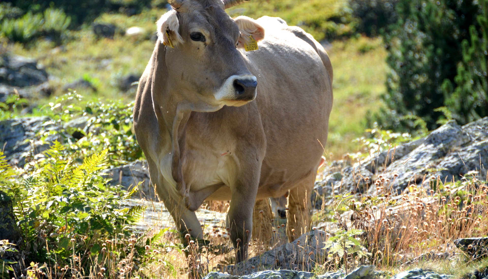 Read The intangible value of agropastoralism in the cultural identity of Andorra by Mountain Partnership