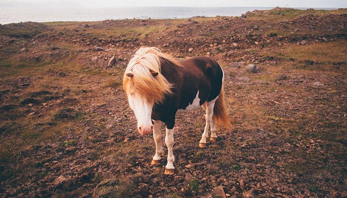 Read Icelandic Horses by Gabrielle Lander
