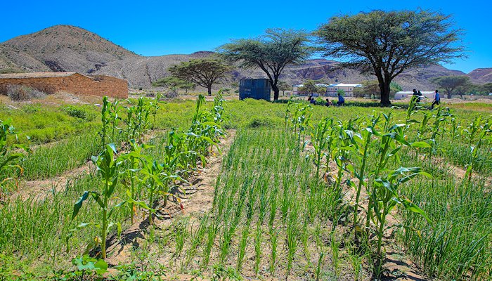 Read Harvesting Abundance: How Dayaha Village Reaped its Rewards. by Oxfam Som