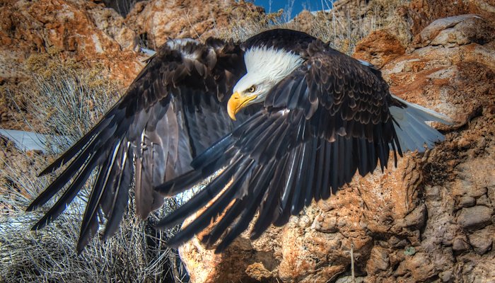 Read Bald Eagles in Utah by Peter Batty