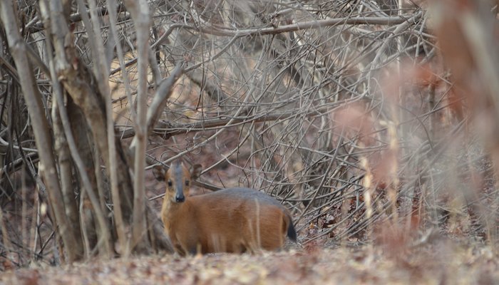 Read The red-flanked duiker, a cryptic species in Niger by Wild Africa Conservation