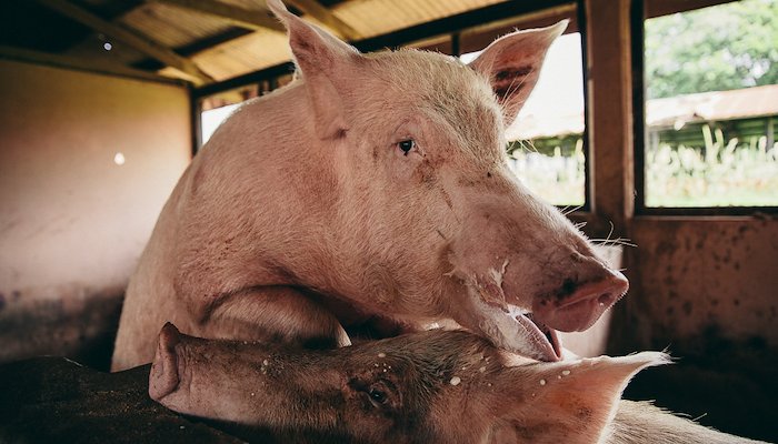 Read Kumasi's Pigs by florianschweer.com