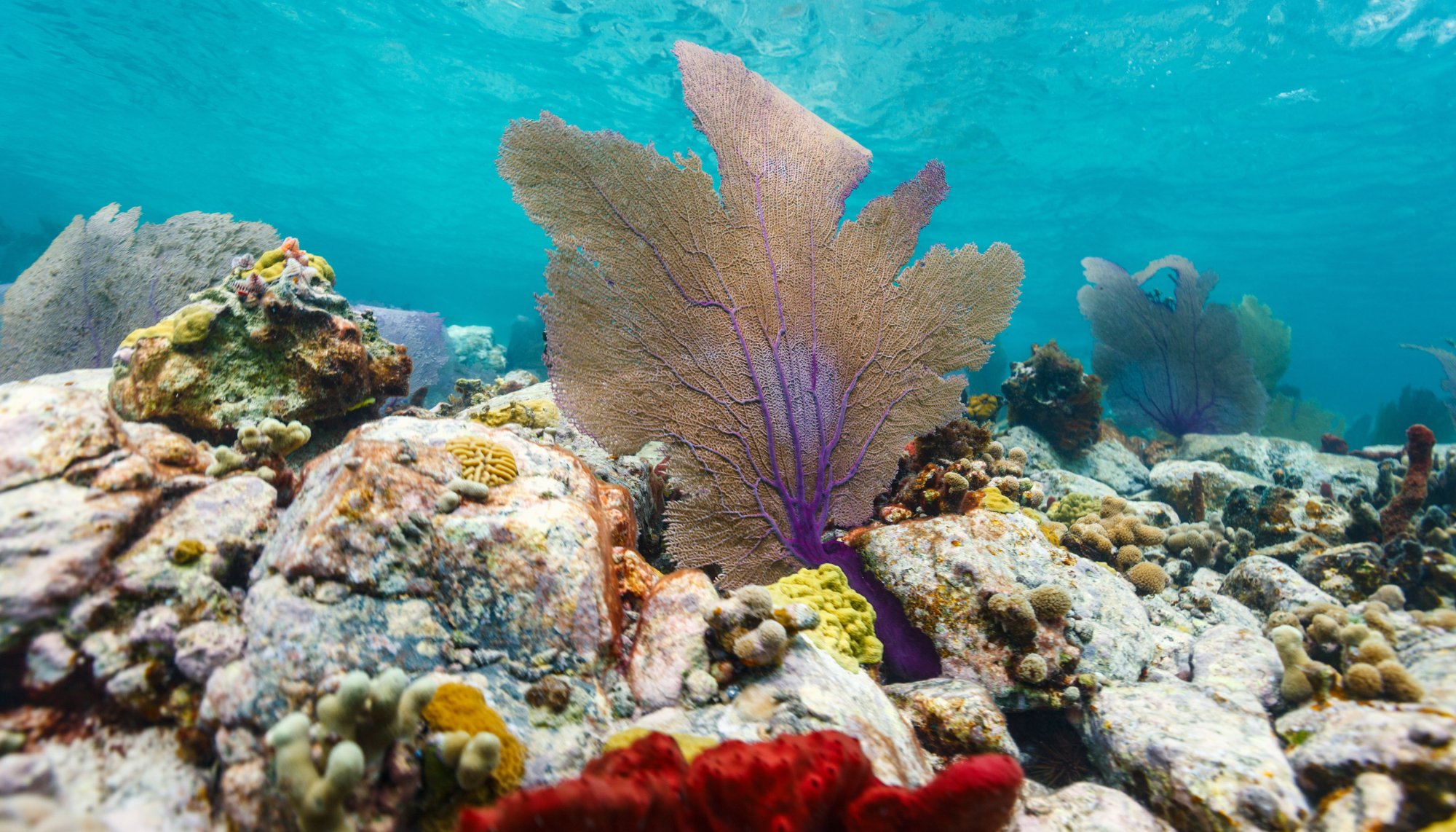 Read Remover desechos marinos para restaurar la vida by PNUD en América Latina y el Caribe