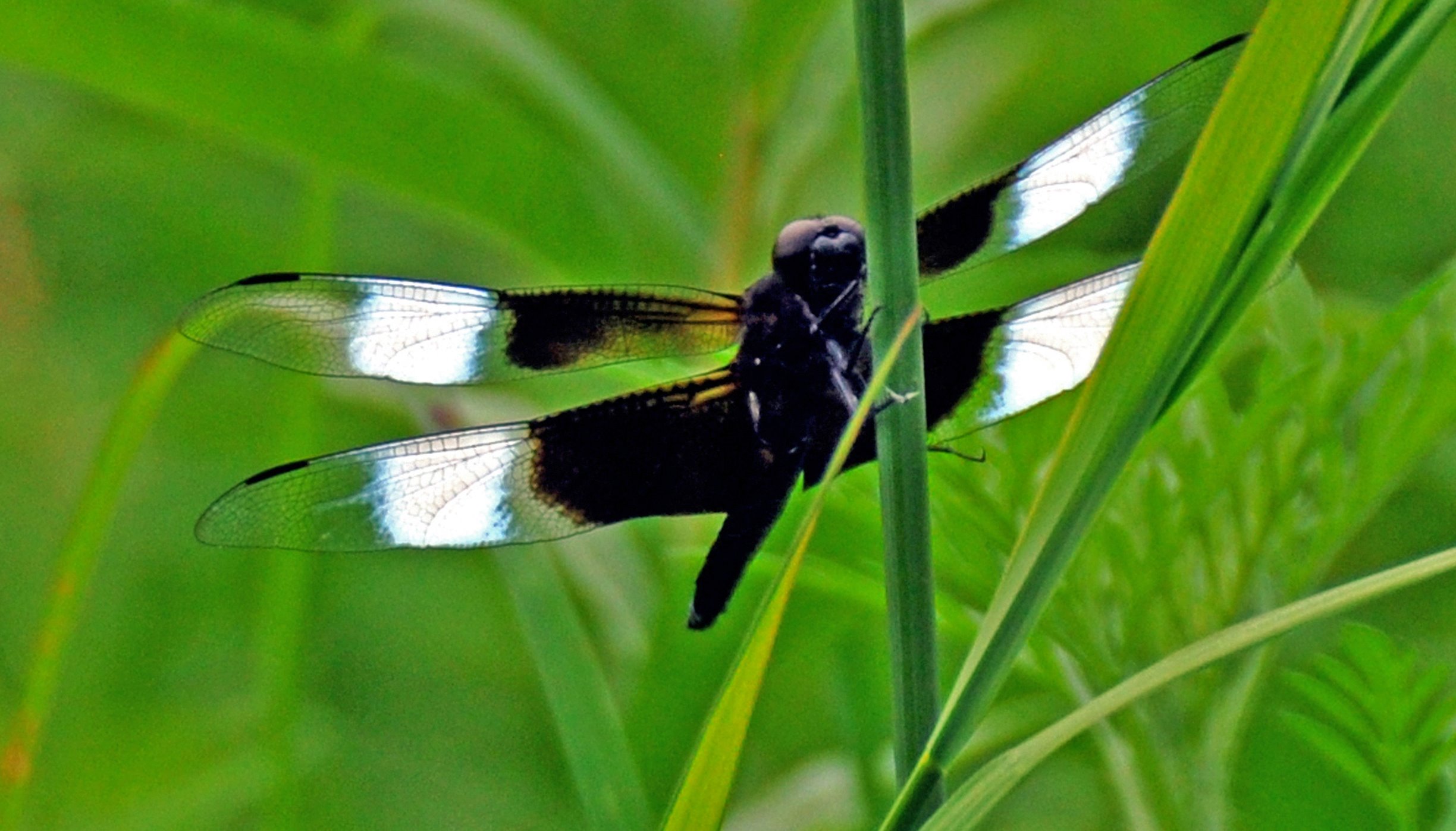 Read Dragonflies, Butterflies, and Moths by Barbara Jo Shipka