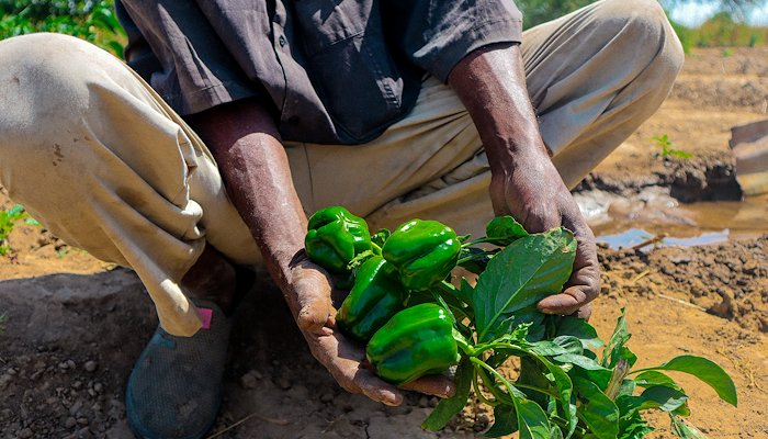 Read Promouvoir une agriculture régénératrice pour assurer la sécurité alimentaire by Olanrewaju Faremi