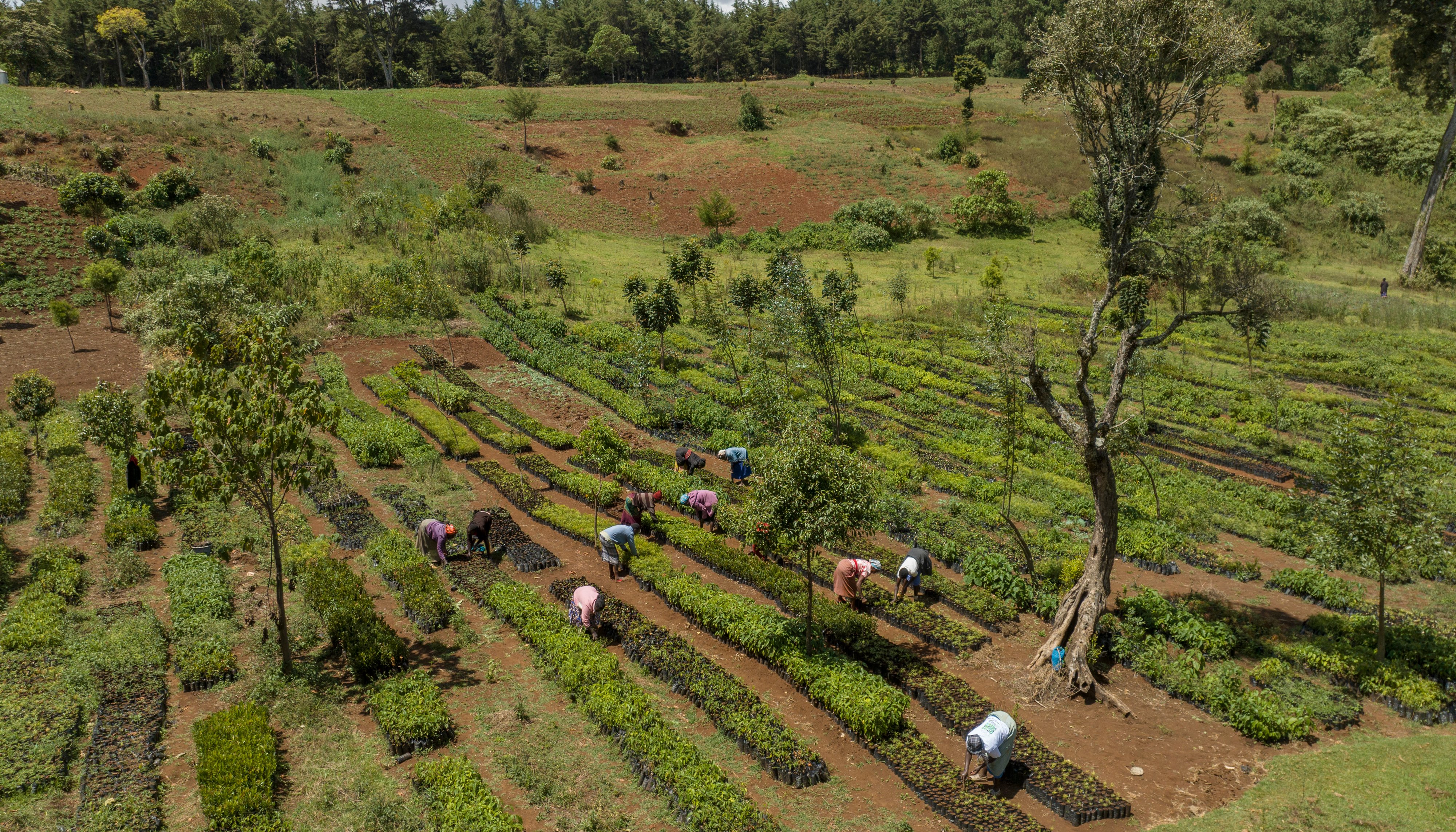 Read Forests hold the key to Kenya’s climate action by Climate UNDP