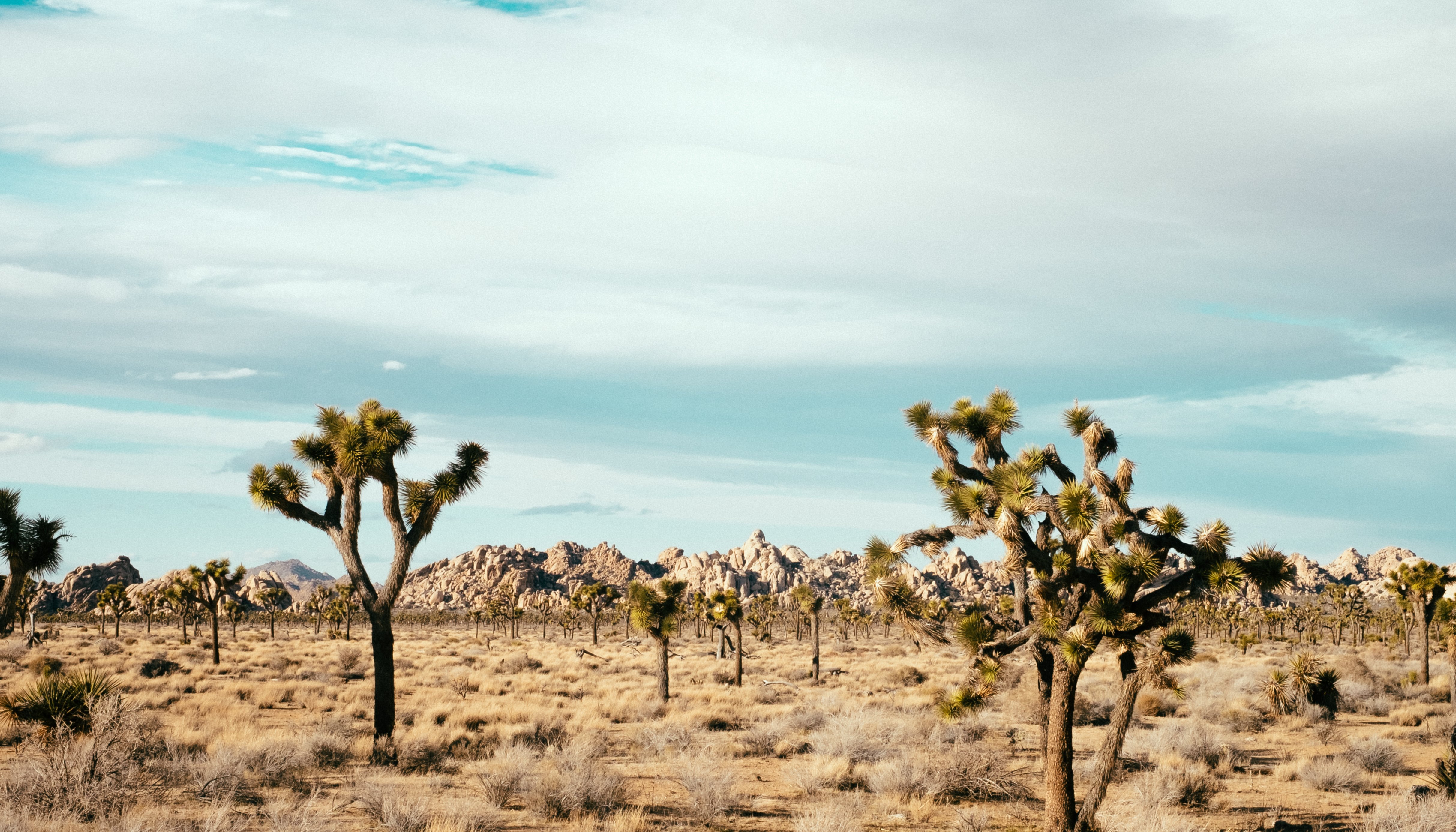 Read Beaches, Deserts, & Hollywood by Mike Smith