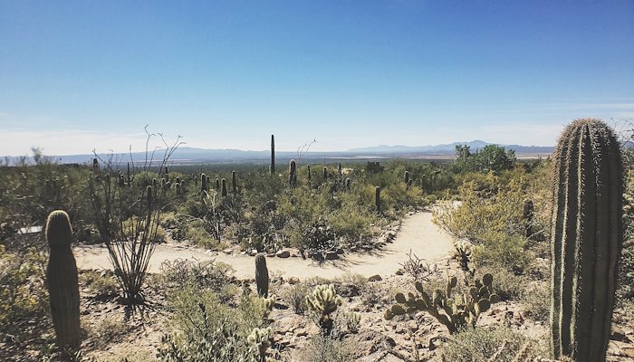 Read Tiny Lens Adventures - Arizona by Crystal Amaya