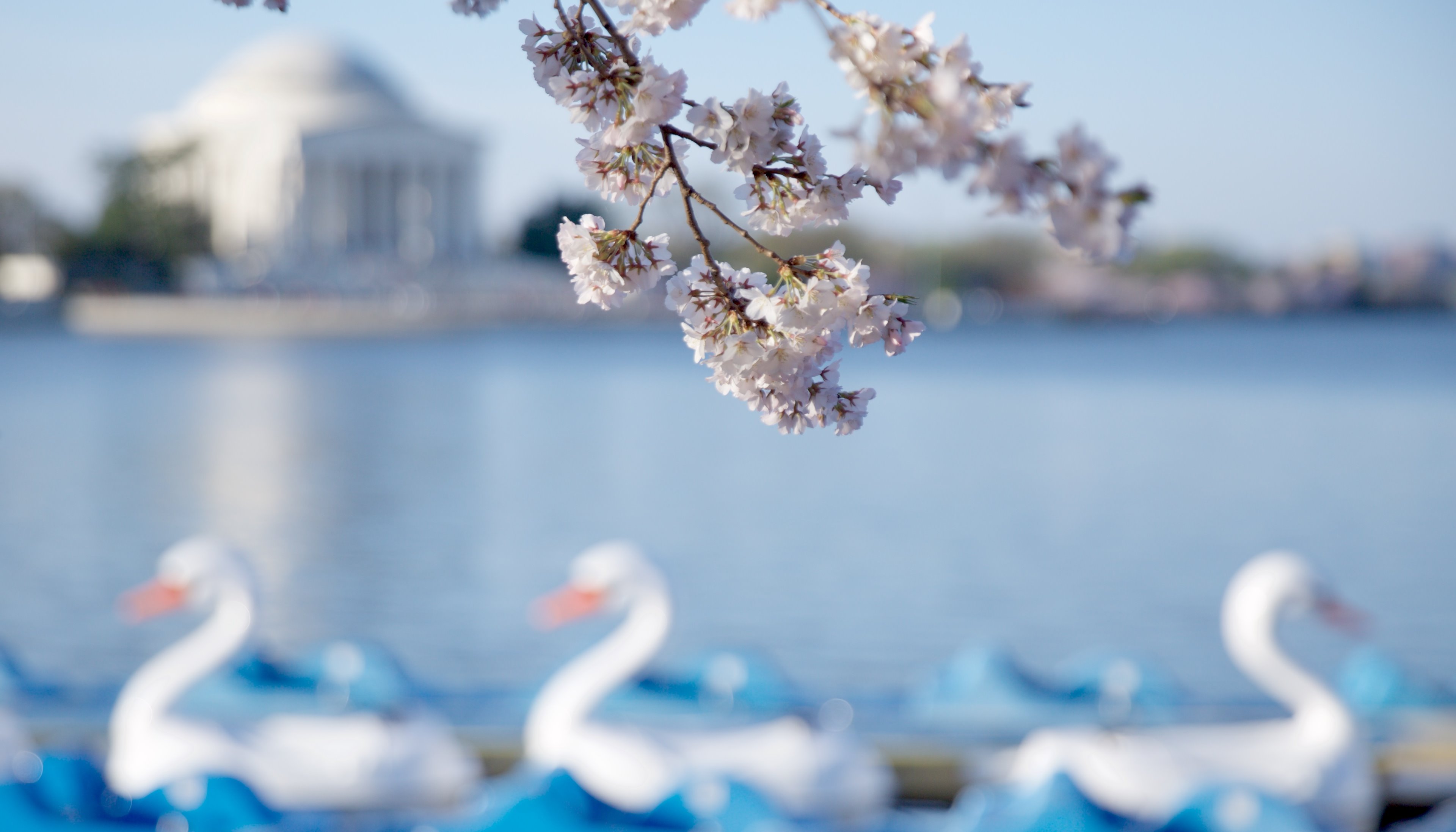 Read Peak Bloom by Tim Chambers