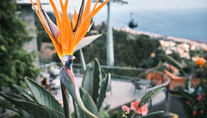 Read Multifaceted Madeira (2022) by Anja Zgraggen