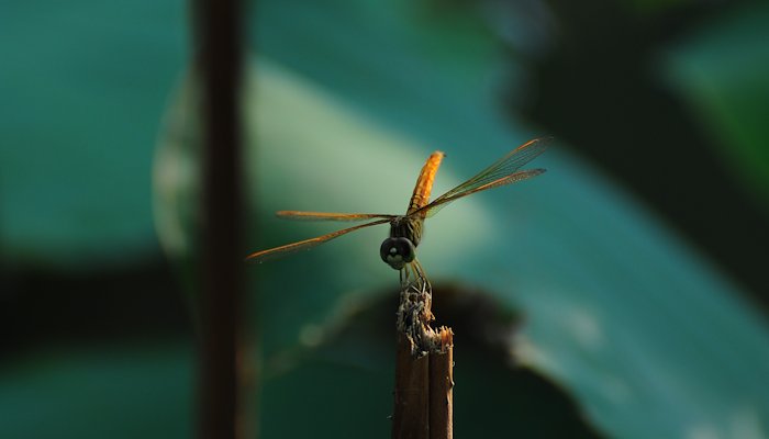 Read Dragonfly by The moment