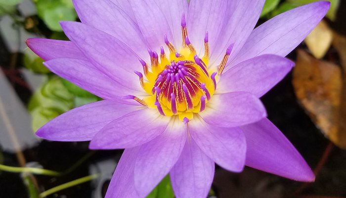 Read Lotus flower by The moment