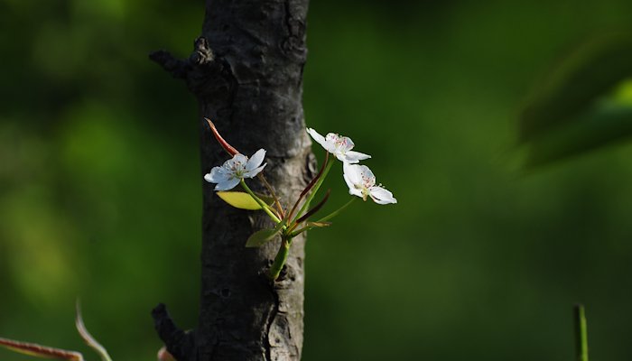 Read Pear flower by The moment
