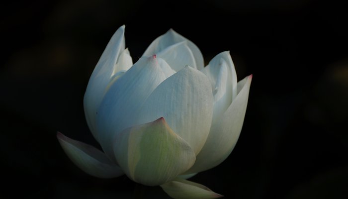 Read Silent Lotus by The moment