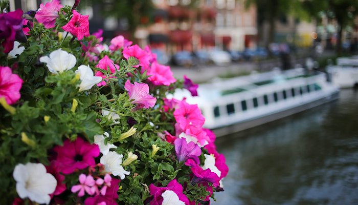 Read Amsterdam: Flora by Marcy