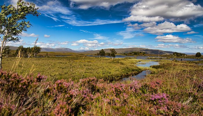 Read Scenic Scotland by Pam Lane