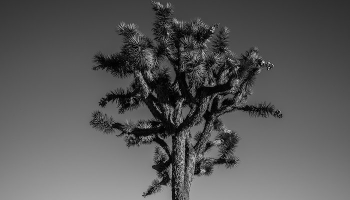 Read NATURALEZA by Marcela Angeles Decor