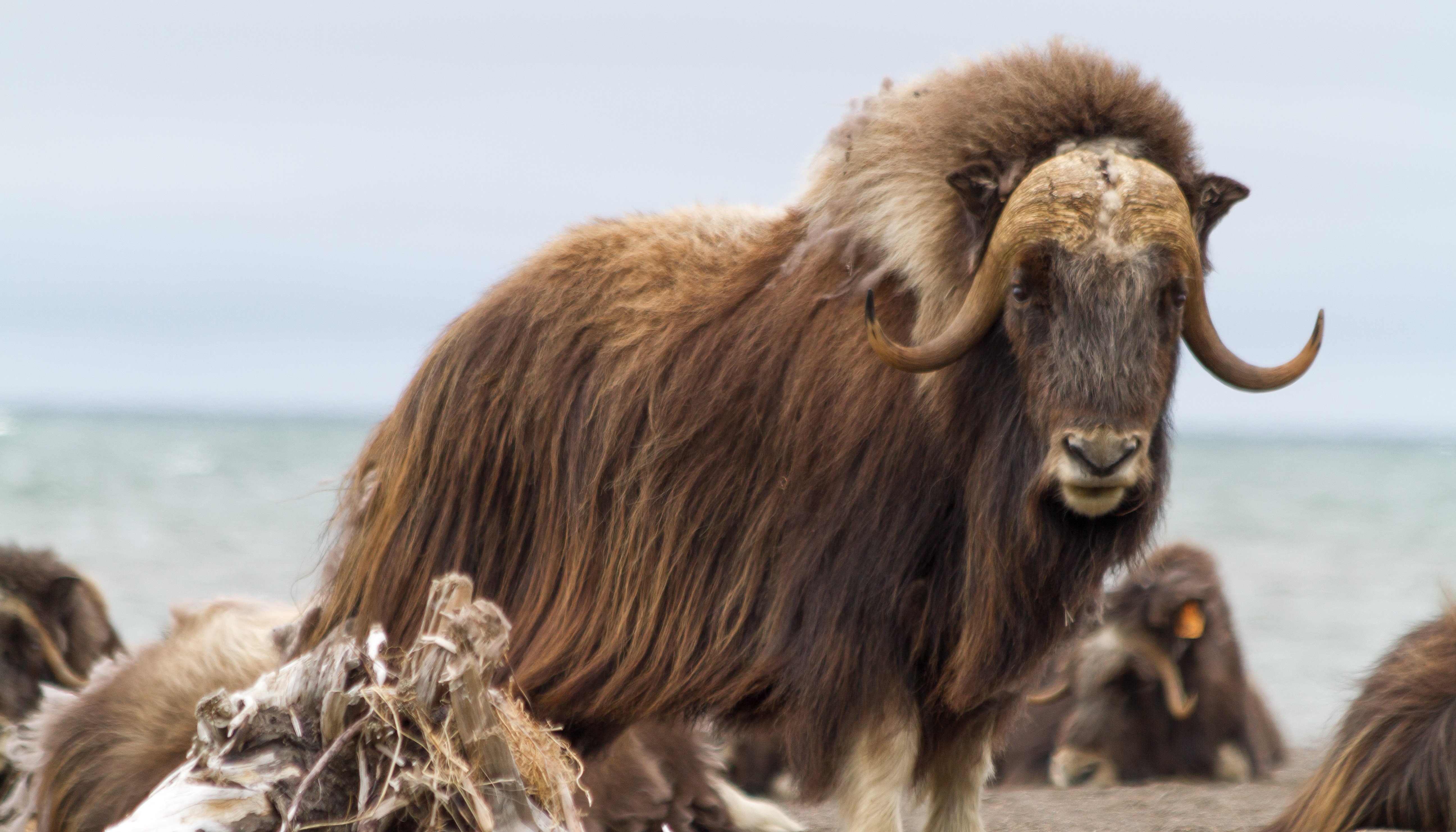 Read Understanding by Arctic Beringia