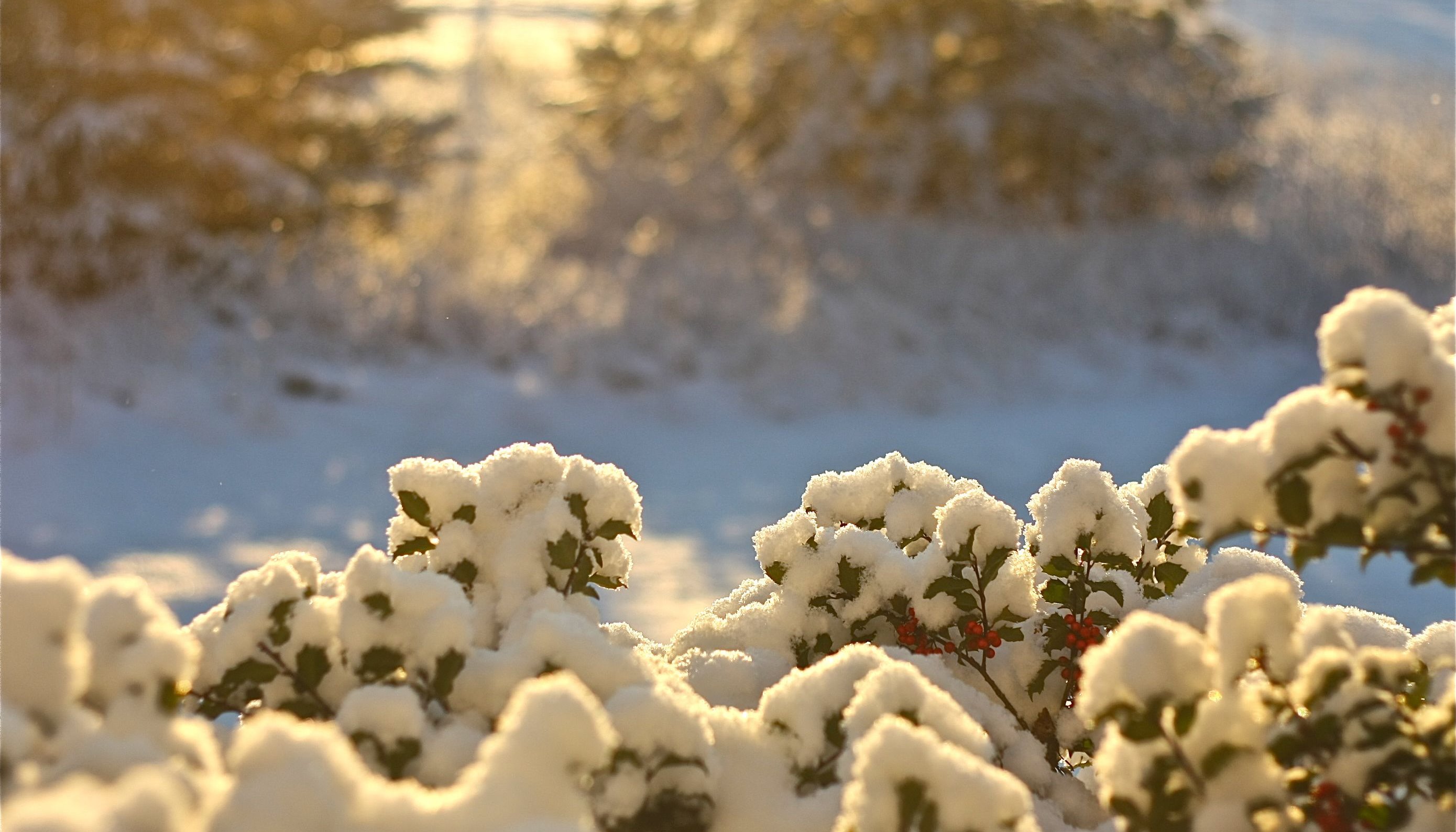 Read Bah Humbug: Climate Change and Christmas by The Climate Vulnerable Forum