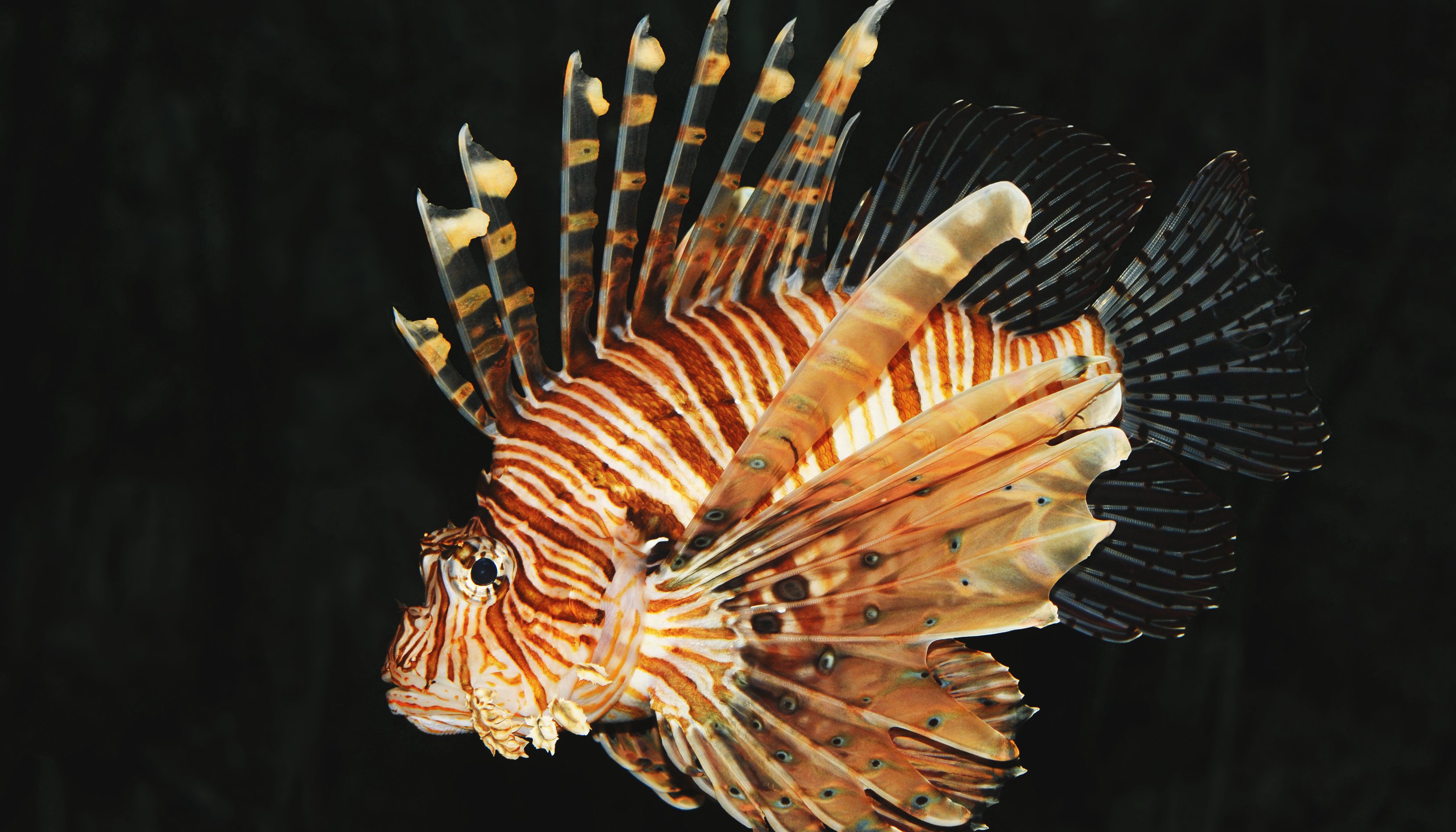 Read BETTER FISH TO FRY: THE LIONFISH by UNDP Türkiye