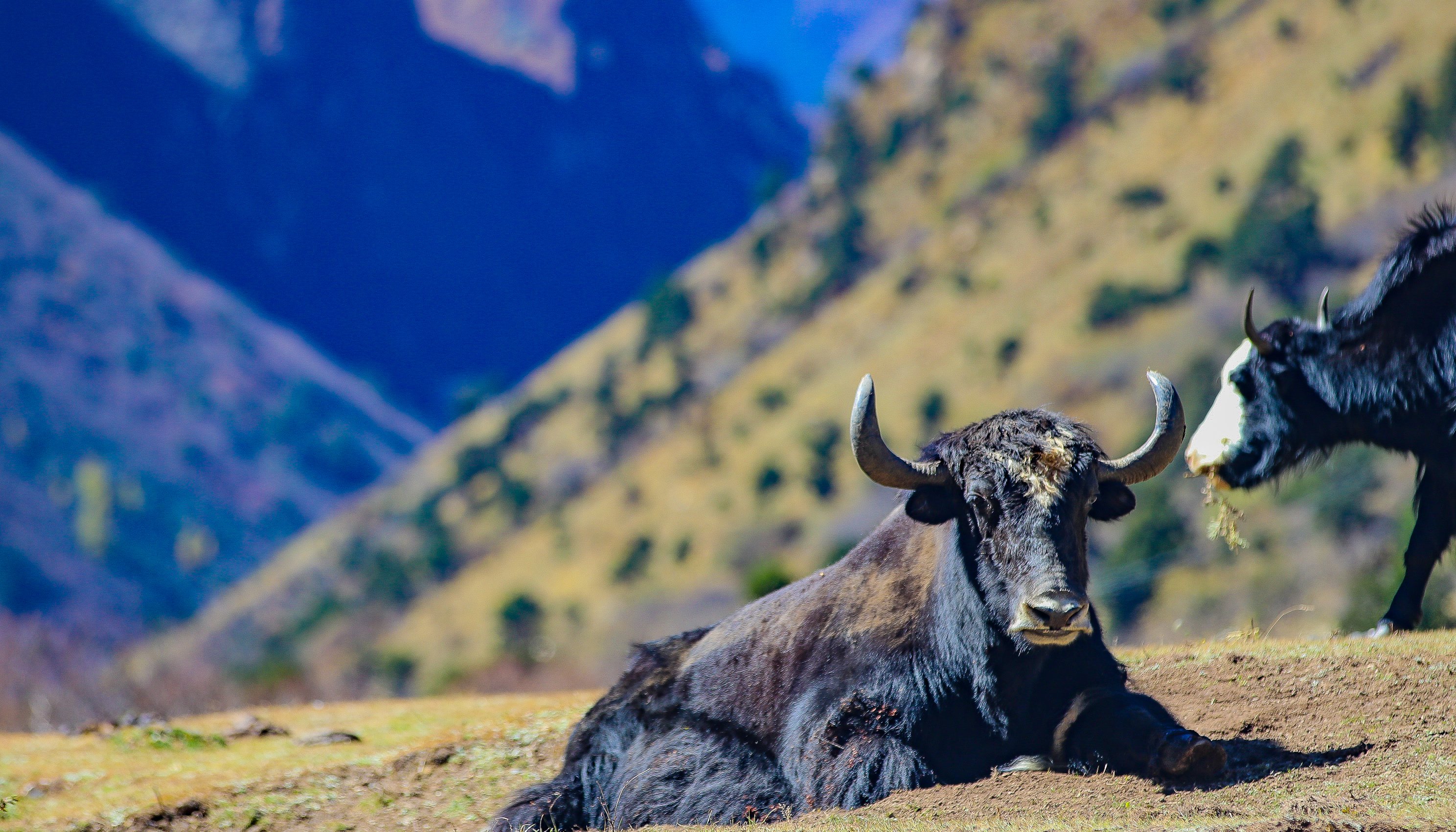 Read Shielding yaks to protect snow leopards and highland livelihood&nbsp; &nbsp; &nbsp; &nbsp; &nbsp; &nbsp;&nbsp; by UNDP Bhutan