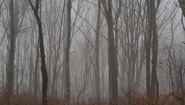 Read Hiking Shenandoah In The Fog by Ben Mook