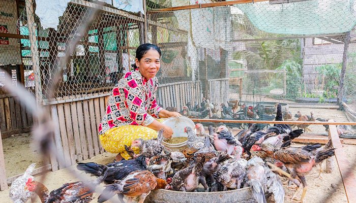 Read CLIMATE RESILIENT CHICKEN FARMING PROVIDES HOUSEHOLDS WITH 50% INCREASE IN INCOME by Chakrey Un