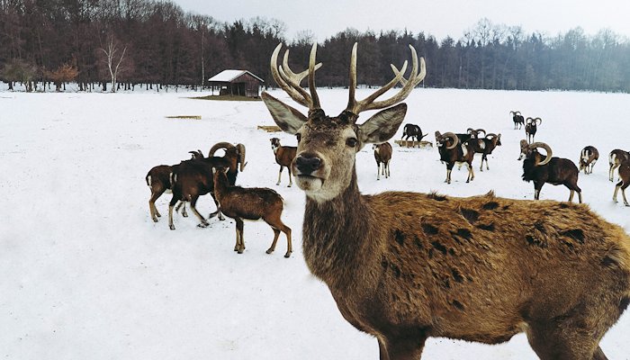 Read Deer Feeding. by Luboš Volkov