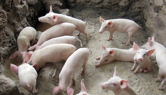 Read The Piggery: by Forgotten Voices