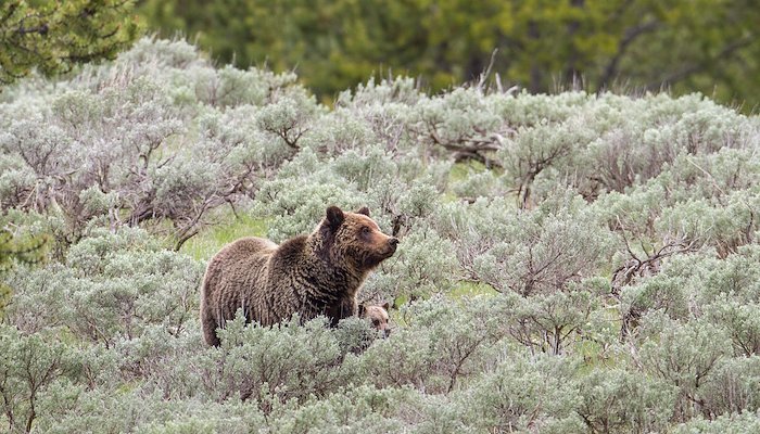 Read Grizzly Bear Restoration in the North Cascades by KIRSTEN PISTO