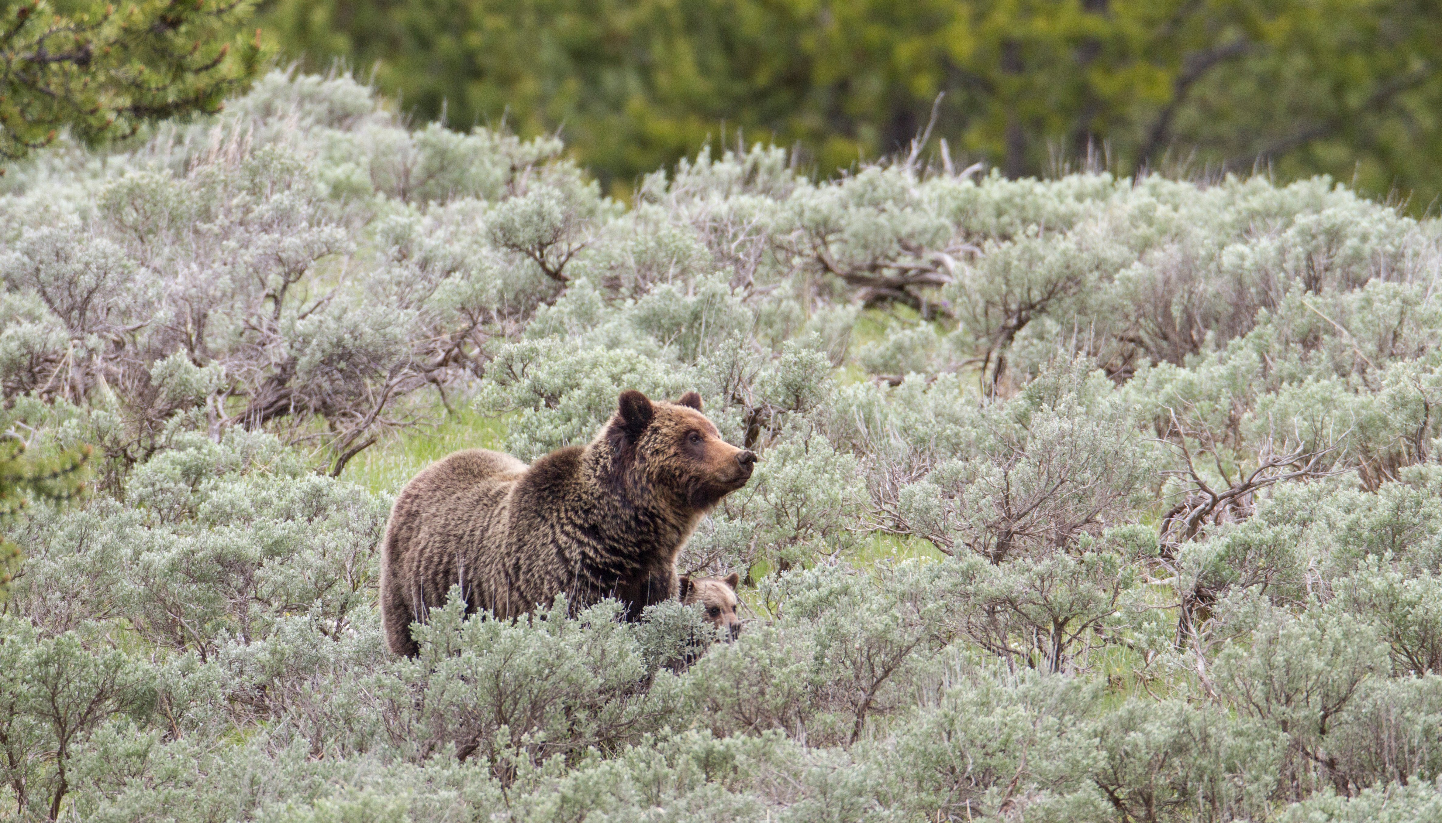 Read Grizzly Bear Restoration in the North Cascades by KIRSTEN PISTO