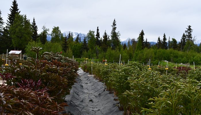 Read Experiencing Alaska Agriculture by Western Integrated Pest Management Center