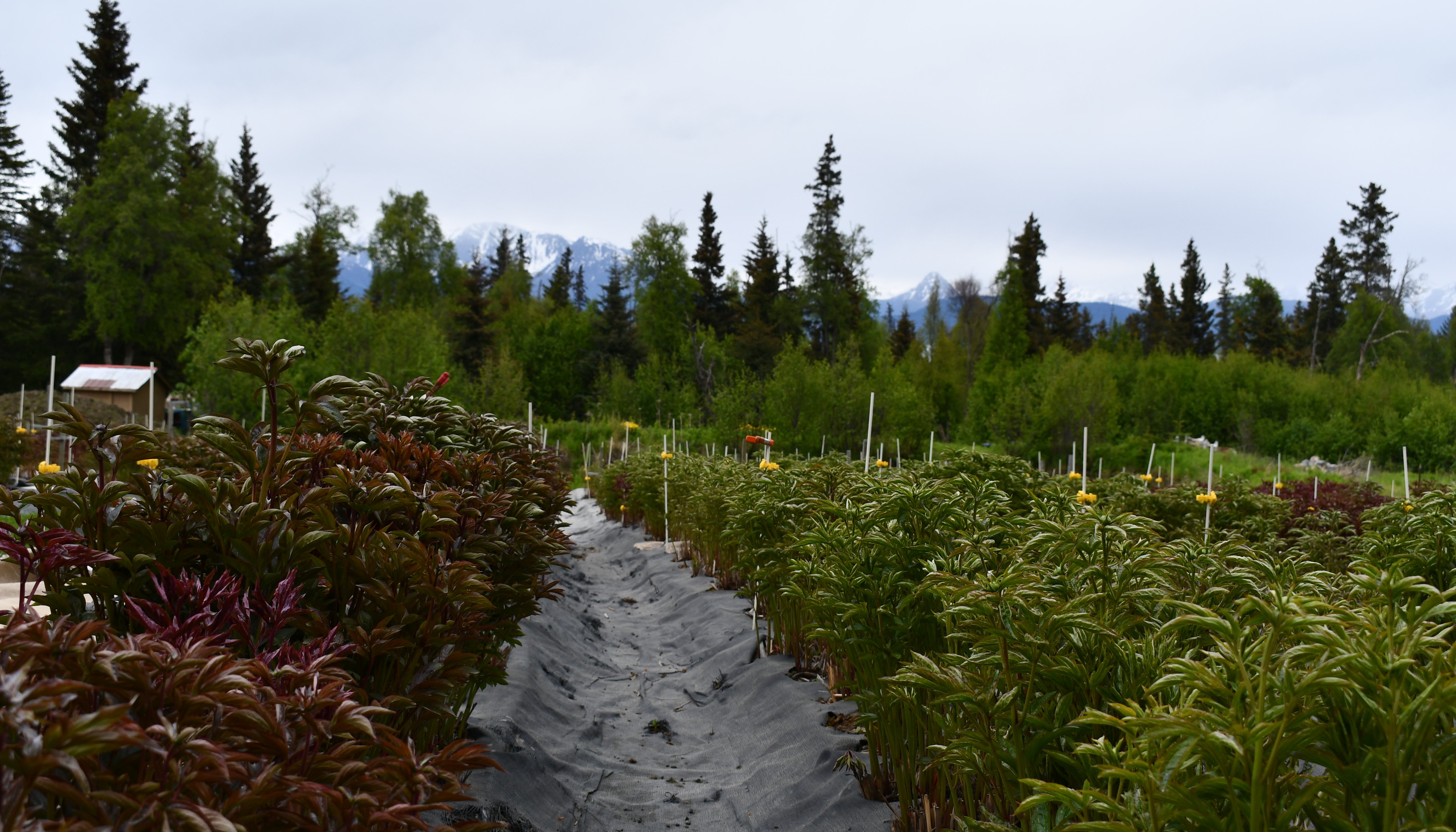 Read Experiencing Alaska Agriculture by Western Integrated Pest Management Center