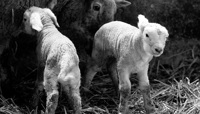 Read Lambing Season 2017 by Farmers Journal
